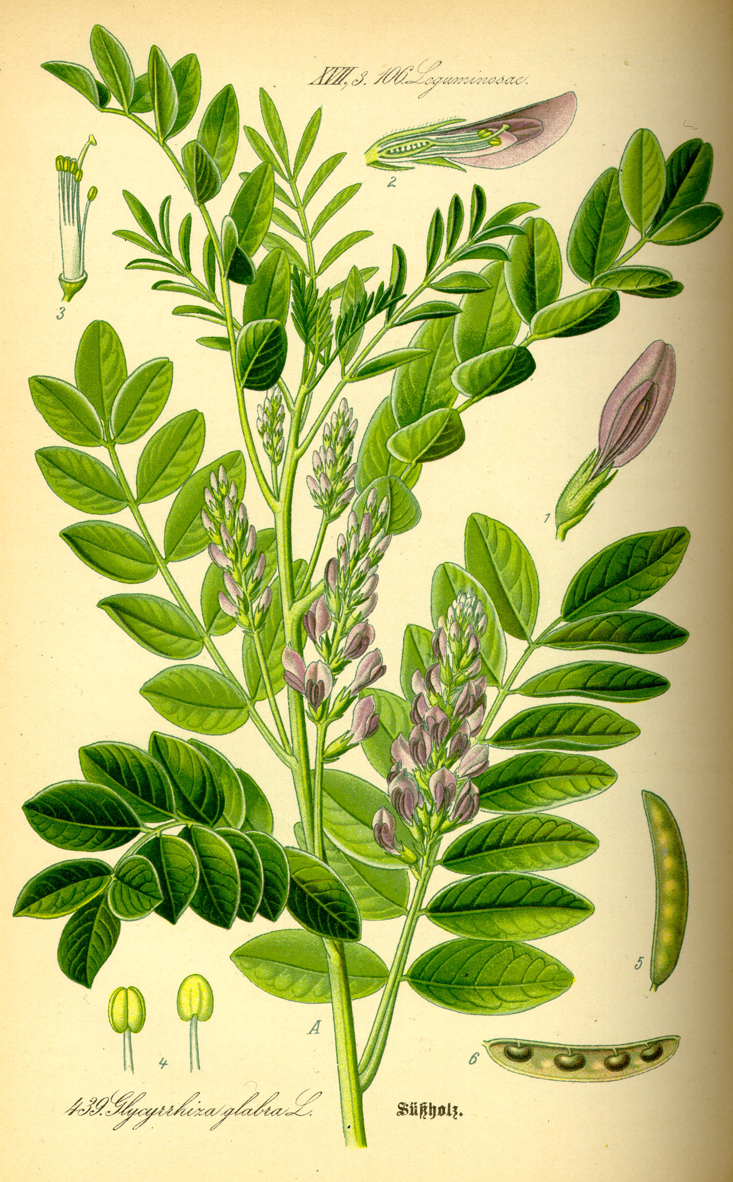 שוש קירח שורש 50 גרם / Glycyrrhiza Glabra / Liquorice