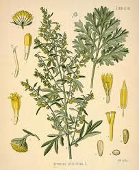 לענה אבורנס עלווה 50 גרם / Artemisia Aborescens stems / Wormwood