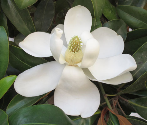 מגנוליה פרח 50 גרם / Magnolia / Hou Po Hua  