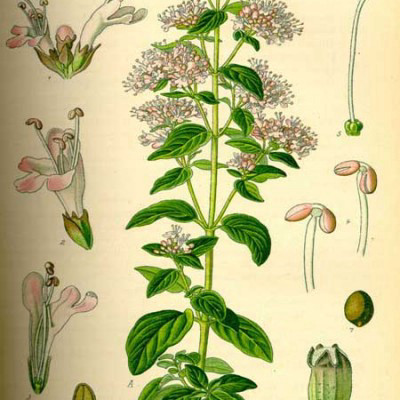 מיורם עלווה 50 גרם / Majorana Hortensis / Marjoram