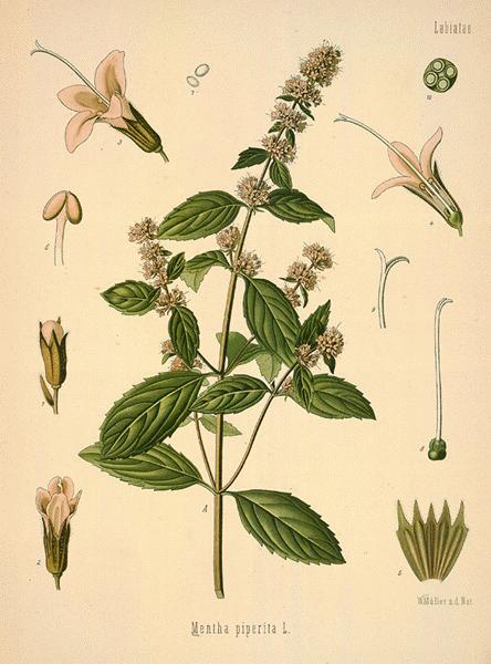 מנטה עלווה 50 גרם / Mentha Piperita / Peppermint