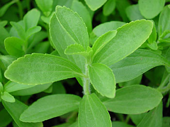 סטיביה עלווה 50 גרם / Stevia Rebaudiana / Стивия