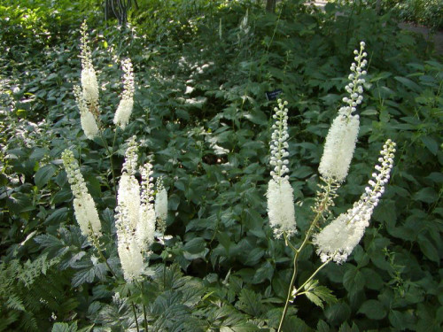 קוהוש שחור עלווה 50 גרם / Cimicifuga Racemosa / Black cohosh