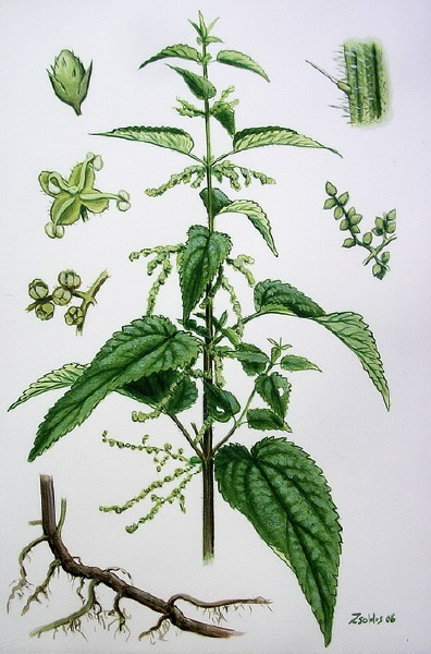 סרפד עלים (עלווה) 50 גרם / Urtica Dioica / Nettle leaf