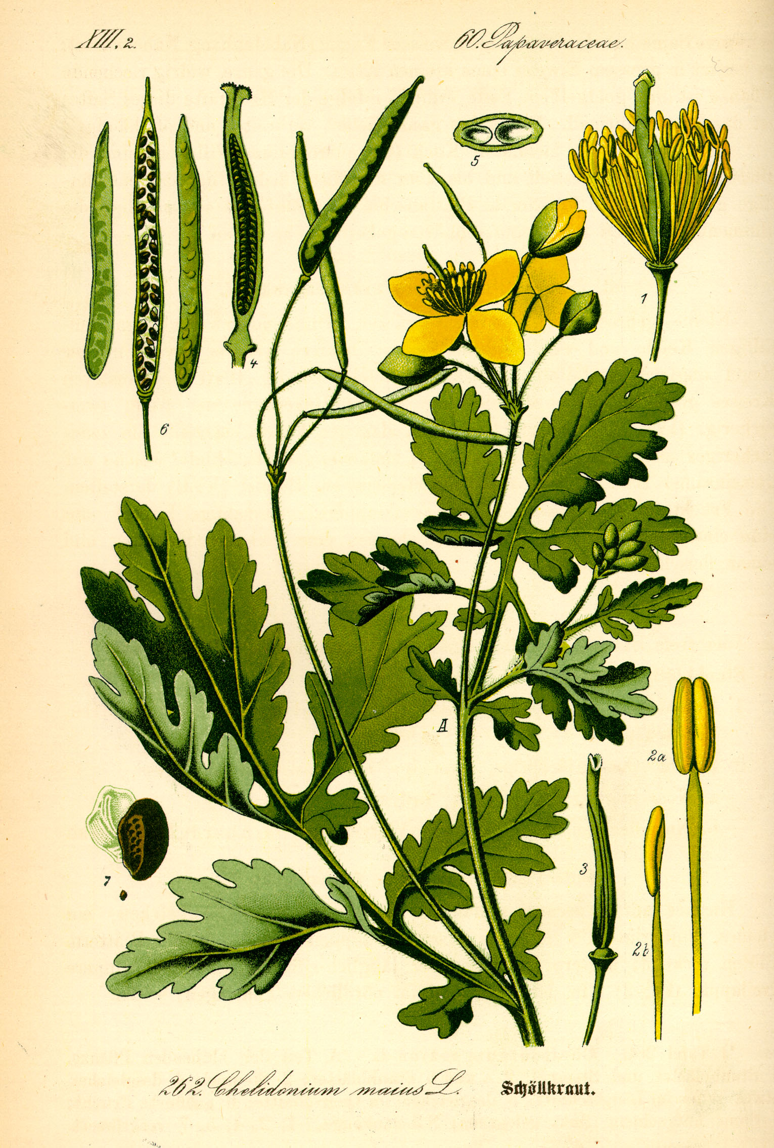 סלדוניום עלווה 50 גרם / Chelidonium majus / Celandine