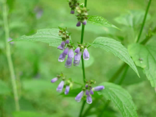 סקוטלריה עלווה 50 גרם / Scutellaria Laterifolia / Scullcap