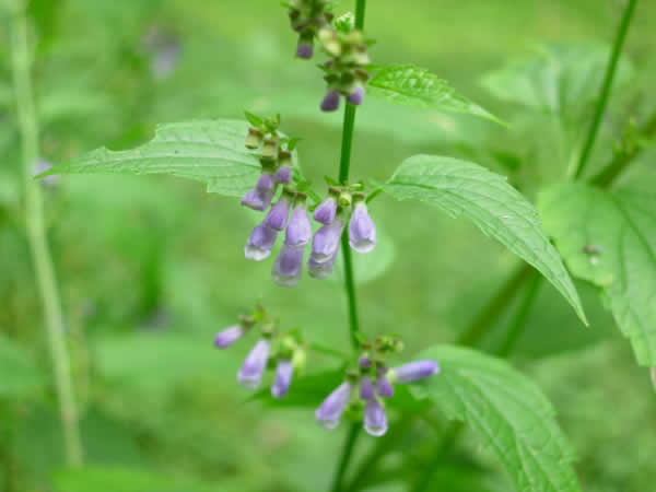 סקוטלריה עלווה 50 גרם / Scutellaria Laterifolia / Scullcap