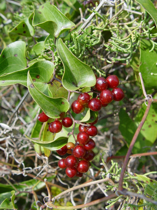 סרספרילה (קיסוסית) עלווה 50 גרם / Smilax offic