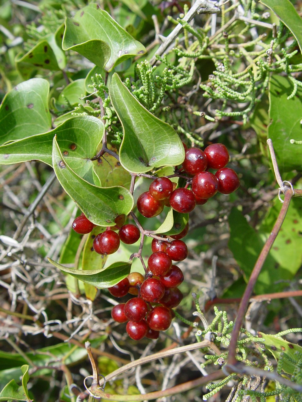סרספרילה (קיסוסית) עלווה 50 גרם / Smilax offic