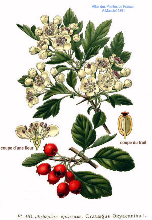 עוזרר פירות 50 גרם / Crataegus oxyacanthas fruct