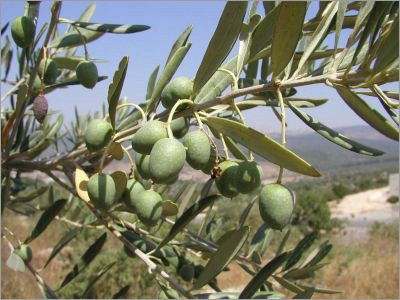 עלי זית 50 גרם / Olea europaea / Olive leaf
