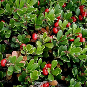 ענבי דב עלווה 50 גרם / Arctostaphylos uva ursi / Bearberry
