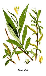 ערבה לבנה עלווה 50 גרם / Salix alba / White Willow