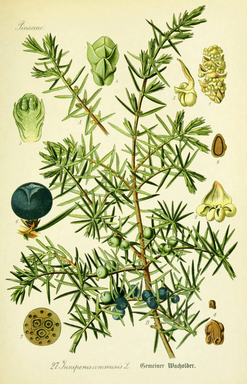ערער עלווה 50 גרם / Juniperus communis fruct  / Juniper