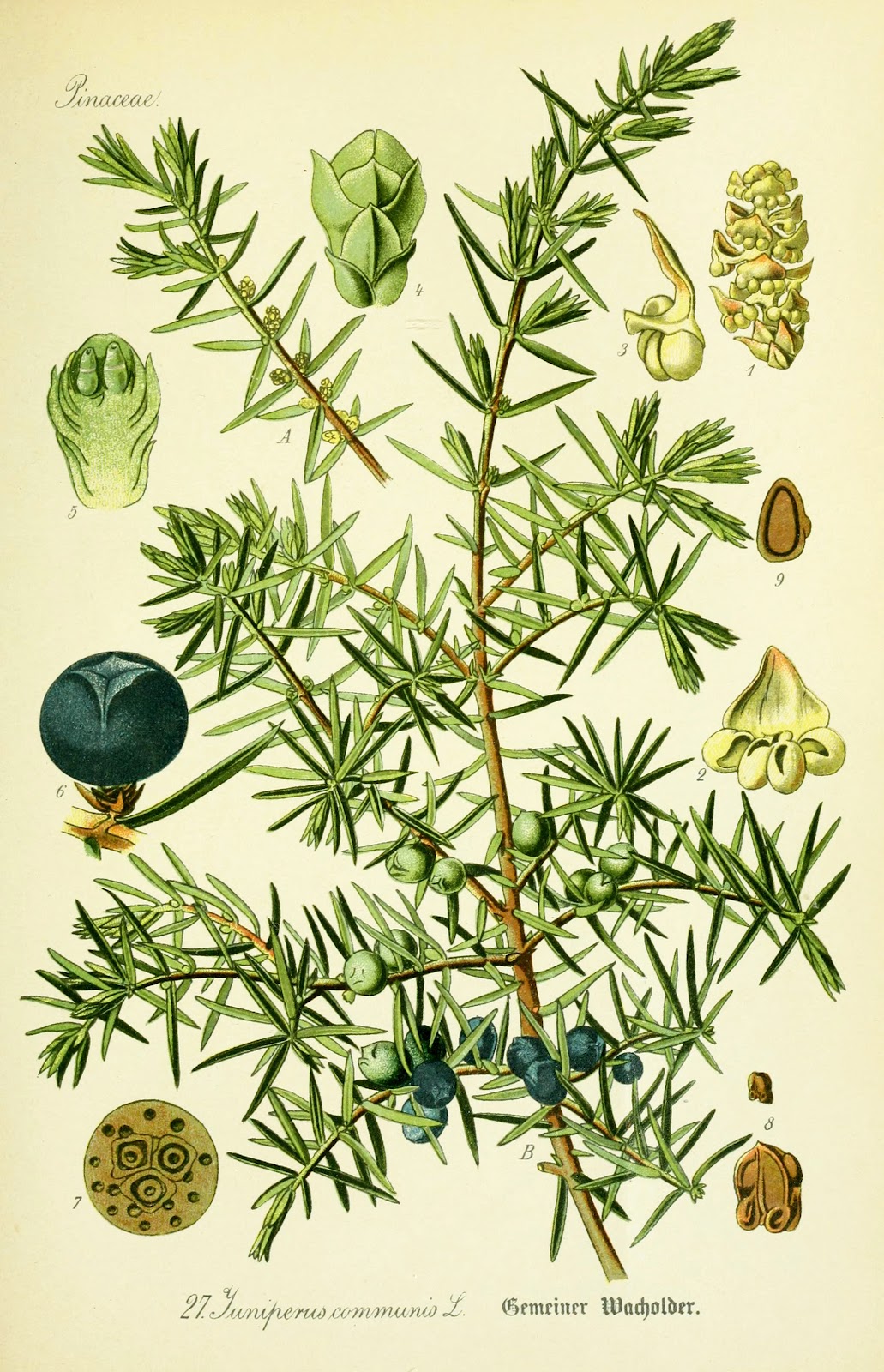 ערער עלווה 50 גרם / Juniperus communis fruct  / Juniper