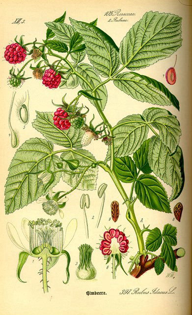 פטל עלים 50 גרם / Rubus Idaeus / Raspberry