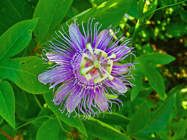 פסיפלורה עלים 50 גרם / Passiflora Incarnata / Страстоцвет