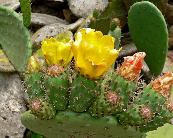 פרחי צבר 50 גרם / Opuntia Ficus Indica / Cactus flowers