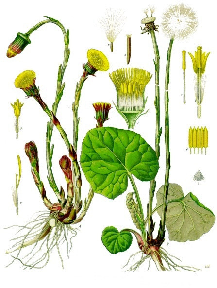 פרפרה עלווה 50 גרם / Tussilago farfara / Coltsfoot