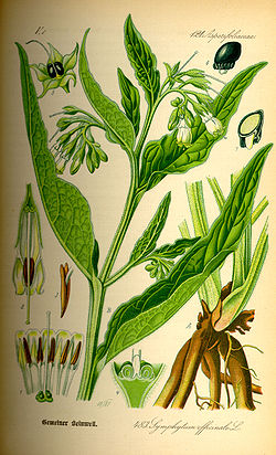 קומפרי עלים 50 גרם / Symphytum officinale / Comfrey