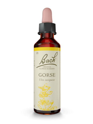 Gorse 20 ml תמצית מס' 13 | פרחי באך