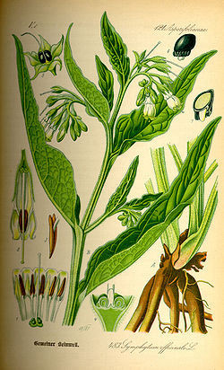 קומפרי שורש 50 גרם / Symphytum officinale / Comfrey