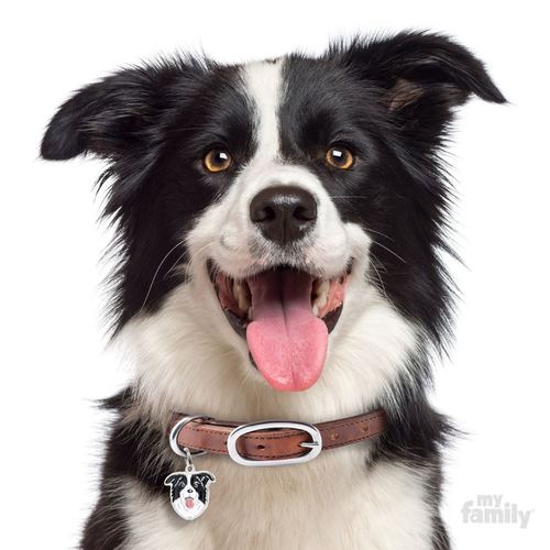   BORDER COLLIE-MF16 myfamily 