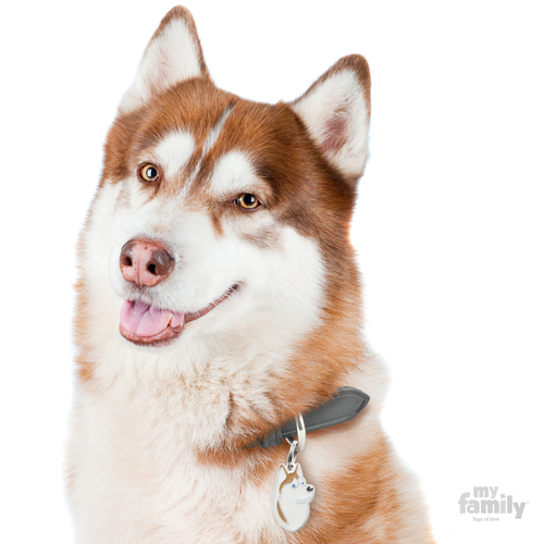 myfamily MF13 WHITE BROWN SIBERIAN HUSKY