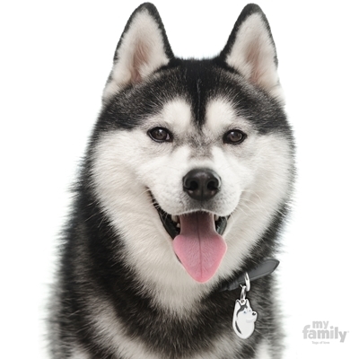 myfamily MF13 -BLACK AND WHITE SIBERIAN HUSKY 