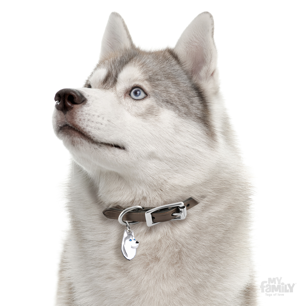 myfamily HUSKY SIBERIAN GREY AND WHITE MF13