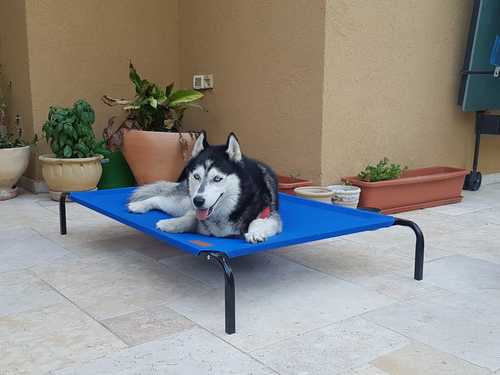 מיטת רשת Dogslife 75/45
