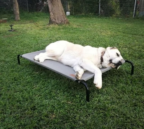 מיטת רשת Dogslife 75/45