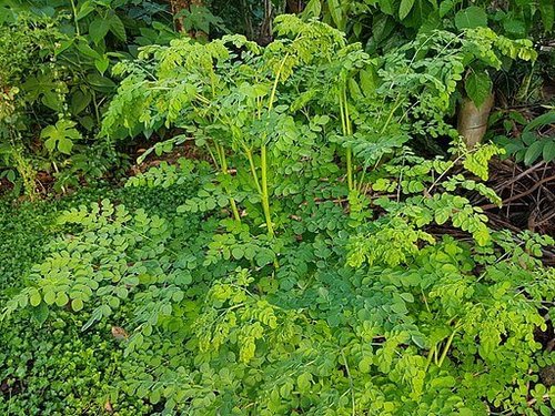 מורינגה אורגני עלים שלם/שבור 50 גרם / Moringa oleifera