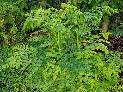 מורינגה אורגני עלים שלם/שבור 50 גרם / Moringa oleifera