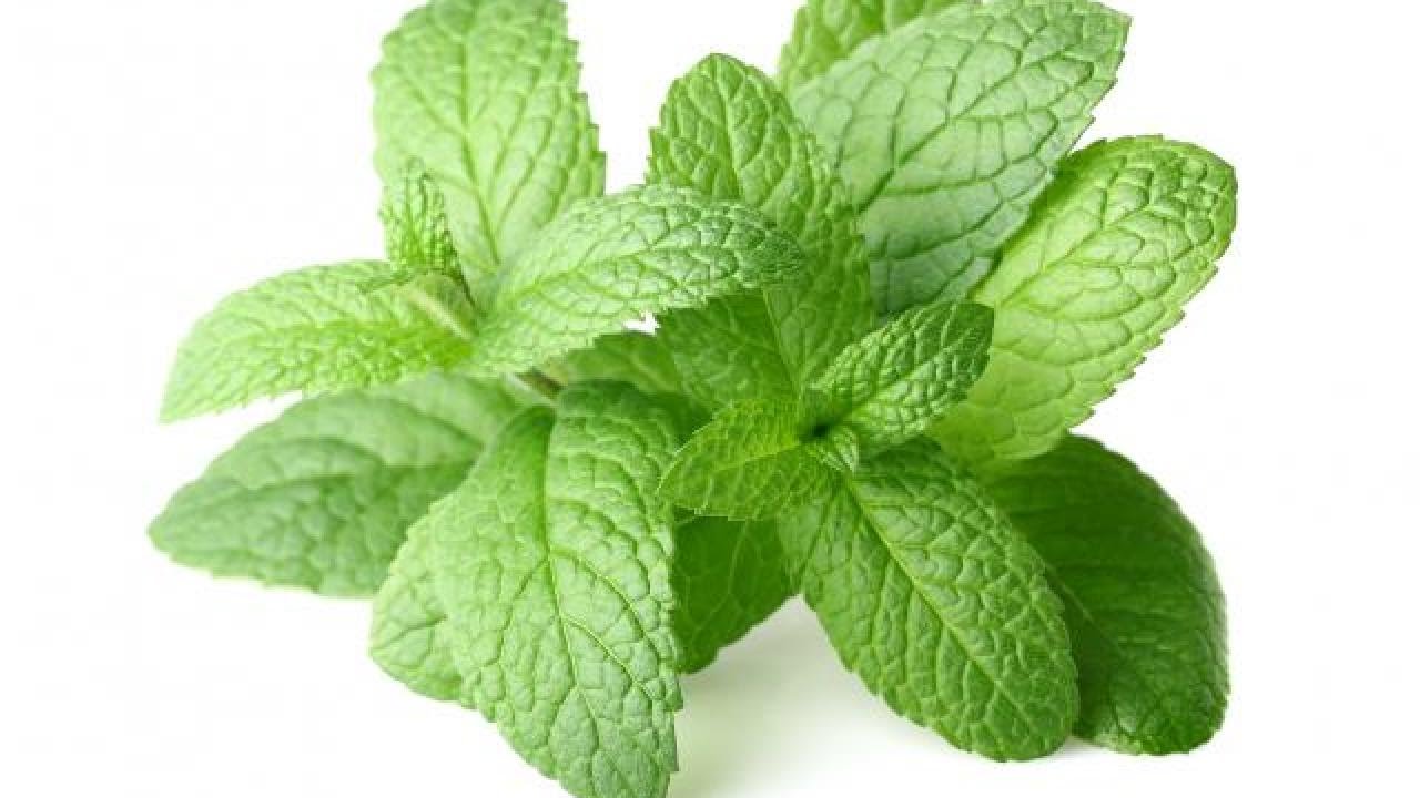נענע קצוץ 50 גרם / Mentha spicata