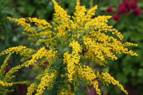 סולידגו 50 גרם / Solidago 