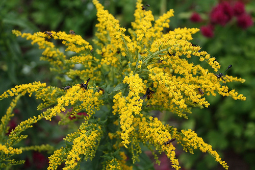 סולידגו 50 גרם / Solidago 