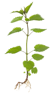 סירפד טחון 50 גרם / Urtica folia pulv