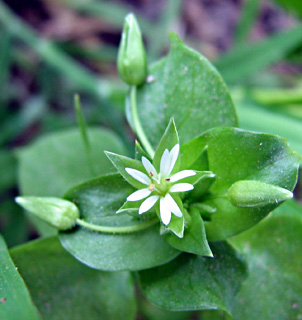 סטאלריה 50 גרם / Stellaria / כוכבית מצויה