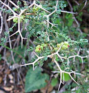 סירת (סירה) קוצנית 50 גרם / Sacropoterium