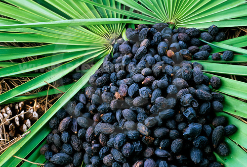 סבל פירות 50 גרם / Serenoa repens fruit