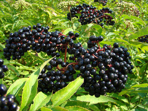סמבוק שחור פירות שלם 50 גרם / Sambucus nigra fruit