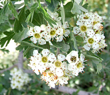 עוזרר פרח 50 גרם / Carataegus flos