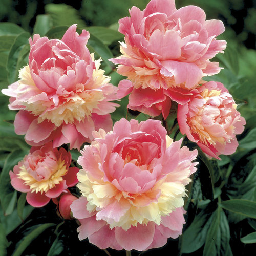 פאוני 50 גרם / Paeonia lactifolia 