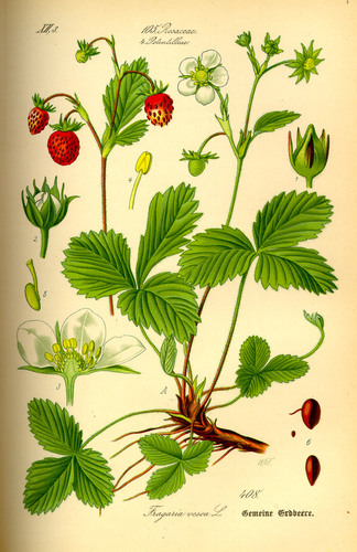 פרגריה 50 גרם / Fragaria vesca 