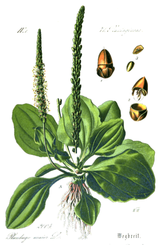 פלנטגו לחך עלים 50 גרם / Plantago major leaf