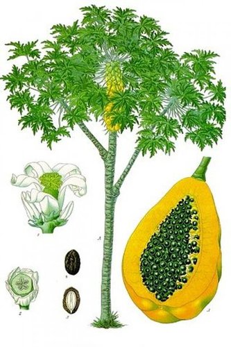 פאפיה  50 גרם / Papaya  