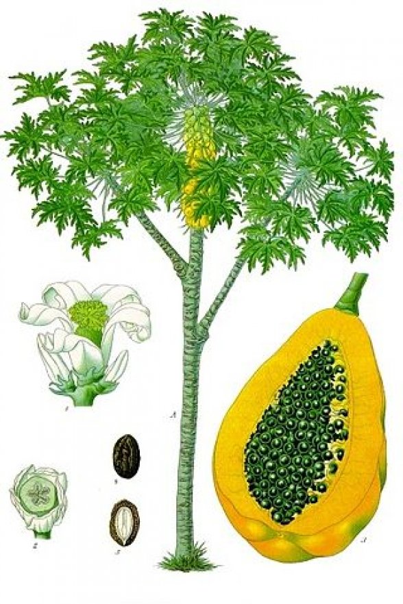פאפיה  50 גרם / Papaya  