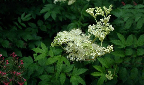 פיליפנדולה (ספיראה) 50 גרם / Filipendula ulmaria
