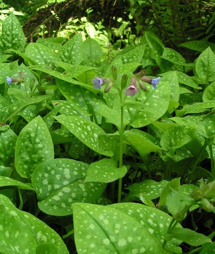 פולמנריה 50 גרם / Pulmonaria folia 